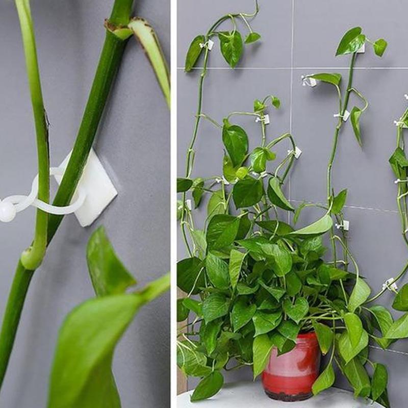 Veggstifter for klatreplanter (30 stykker) | Luvikno