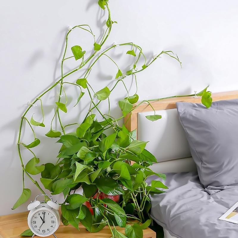 Veggstifter for klatreplanter (30 stykker) | Luvikno