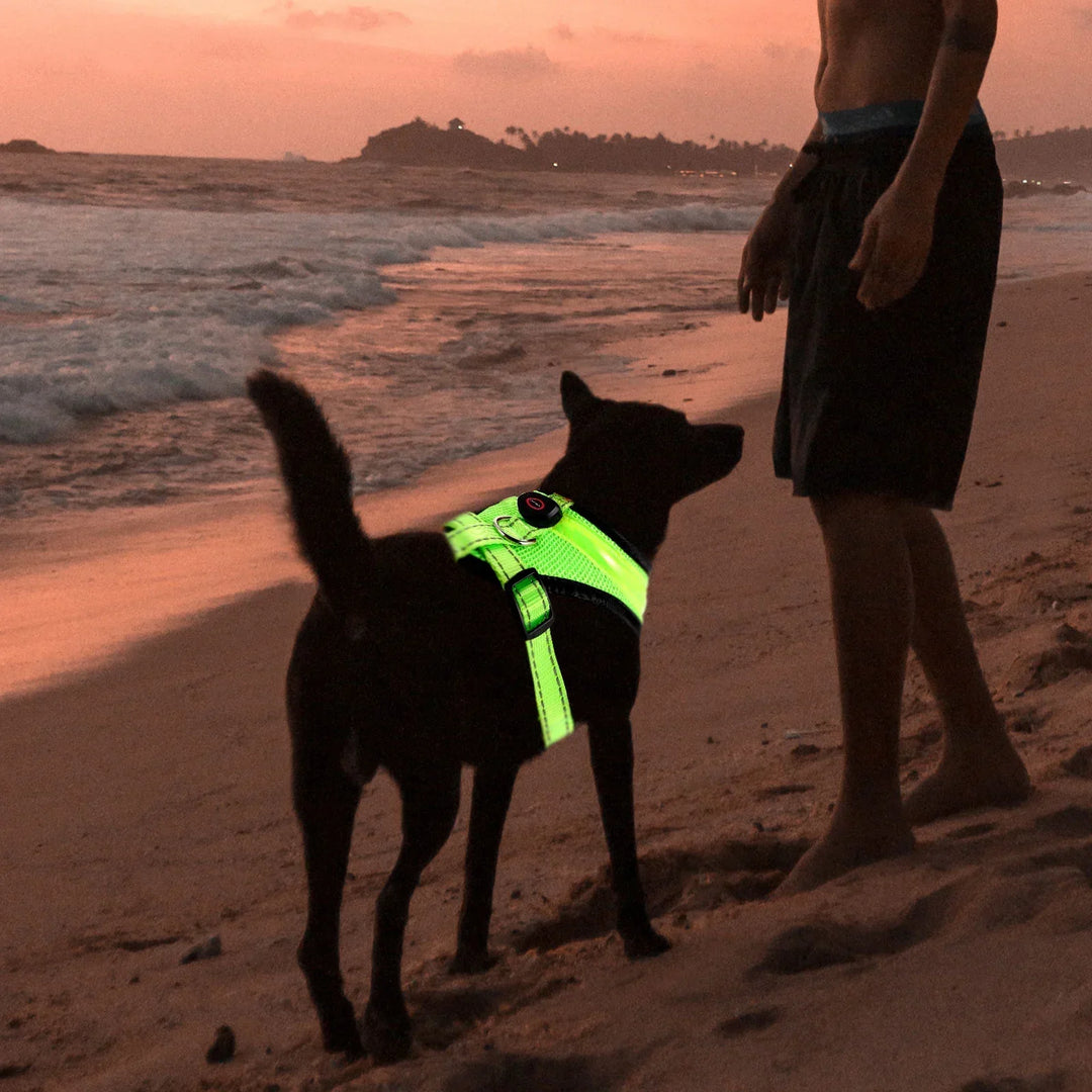 LED Hundesele USB oppladbar og justerbar Luvikno