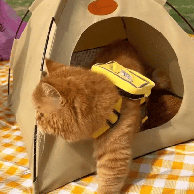 Kjøling Katt Tent - CoolCat Retreat | Luvikno