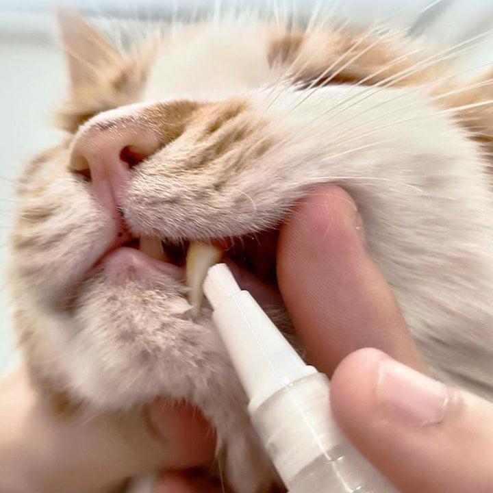 Pet Toothbrush Pen – PetSmile Luvikno