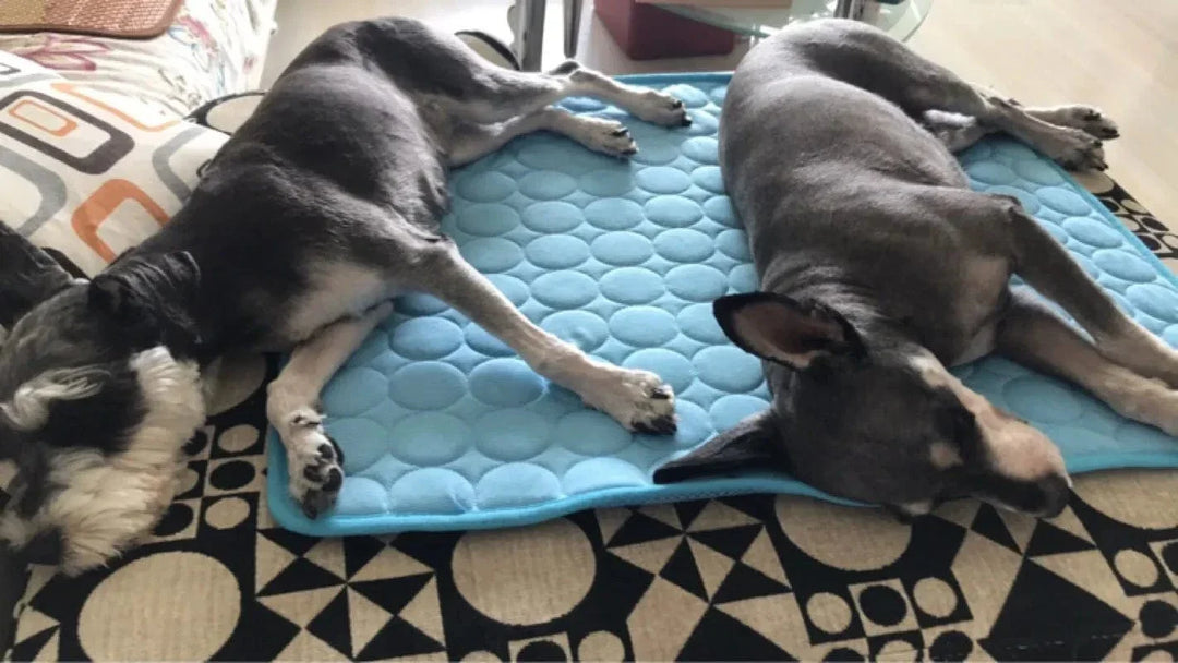 Hund Kjølematte Sommerpute for Hunder Kattteppe Pustende Hundefe Telt Valp Sove Sofa Pute Hunde Tilbehør | Luvikno